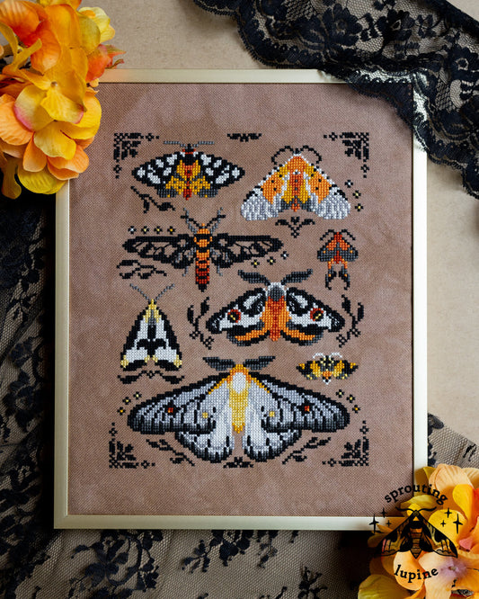 Ochre Wings - Sprouting Lupine